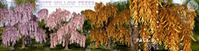 tarte. white willow trees (pack B)