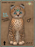 KittyCatS Box - Cheetah! - Ginger Flame Male