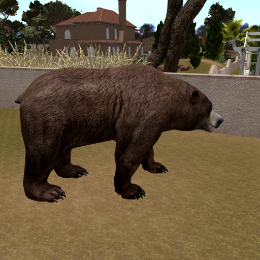 brown bear