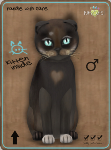 KittyCatS Box - Genesis - Coco IV Male