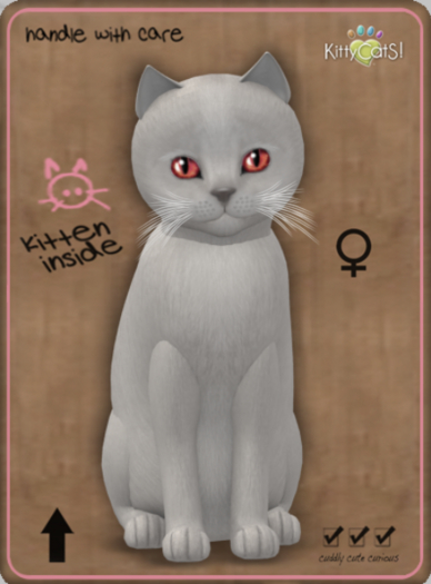 KittyCatS Box - Abyssinian - Platinum Female