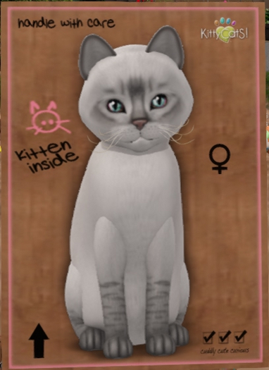 KittyCatS Box -872