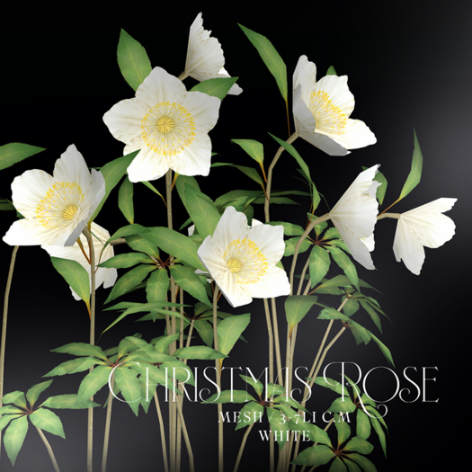box)Garden by anc "Christmas rose" (fatpack)
