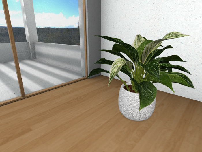Potted Philodendron B
