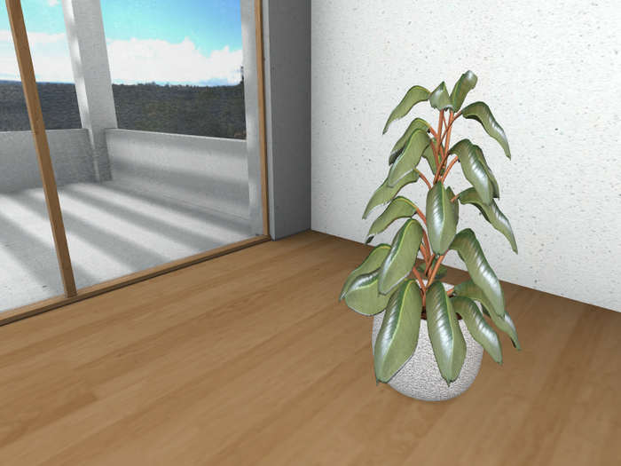 Potted Rubber Plant