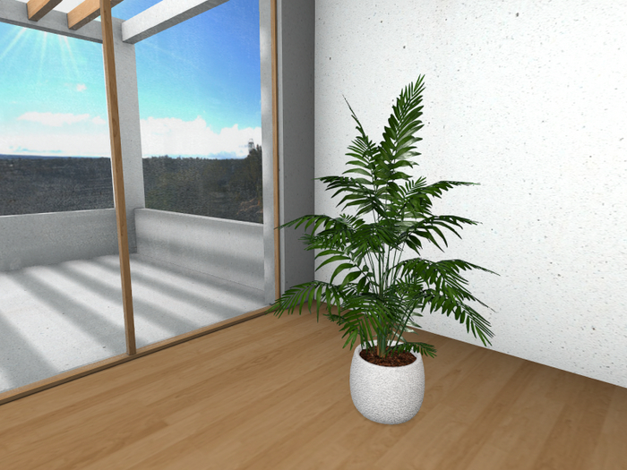 Potted Cat Palm
