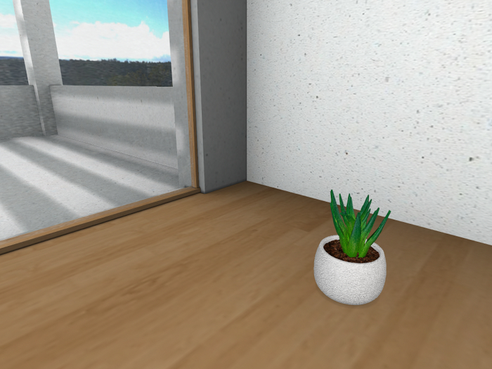 Potted Aloe Vera
