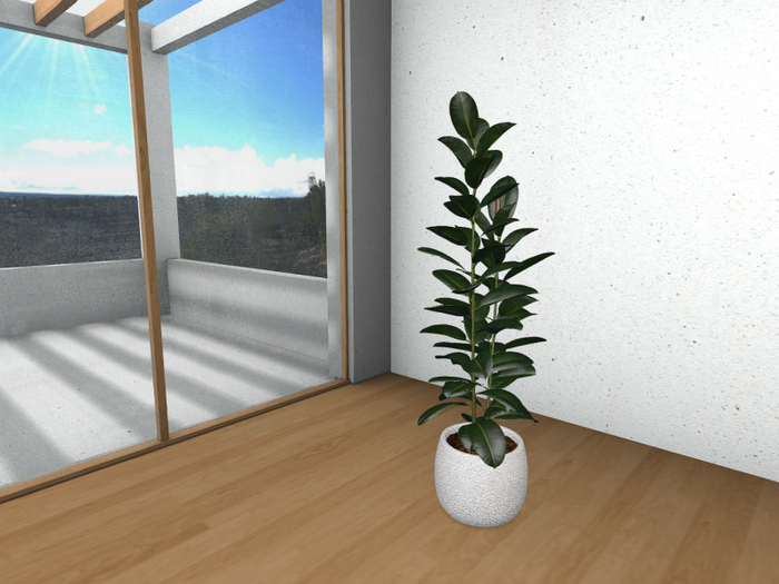 Potted Rubber Fig