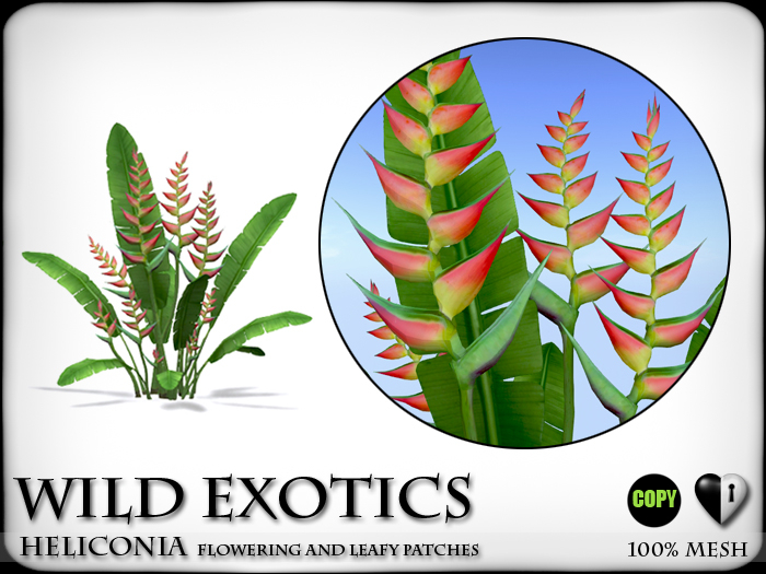 Tropical Flowers - Heliconia