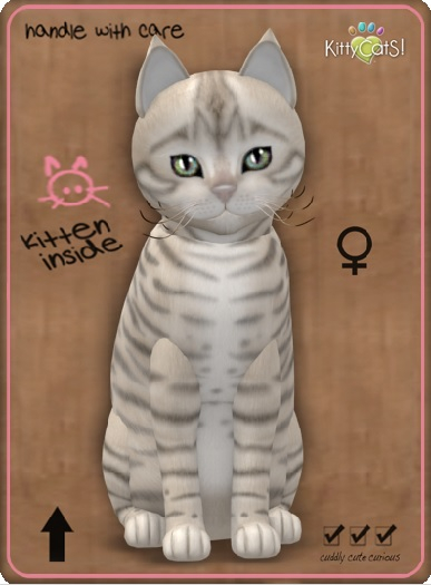 KCB - 9T F Toyger Snow Marble Magic