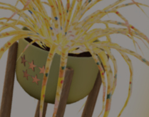 POTTED: Breedable CONFETTI SPLASH Beautiful Spider Plant Seed