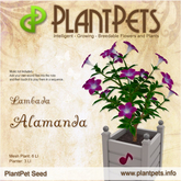 PlantPet Seed [Alamanda *Lambada*]