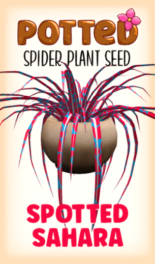 Potted: Spider Seed: Spotted Sahara