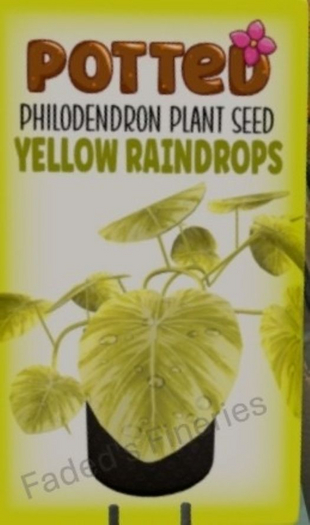 Potted: Philodendron Seed: Yellow Raindrops