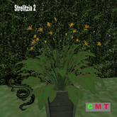 Strelitzia 2