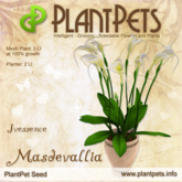 PlantPet Seed [Masdevallia *Ivessence*]