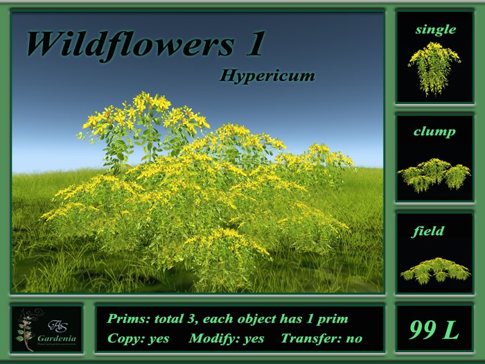 Wildflowers 1 Hypericum