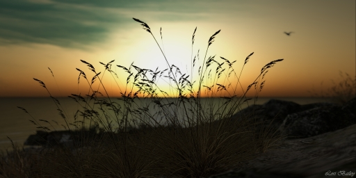 Resonance Of Solitude