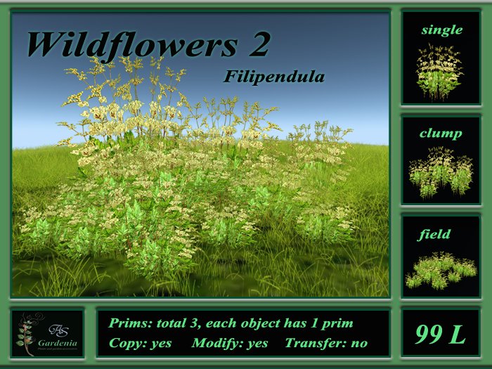 Wildflowers 2 Filipendula