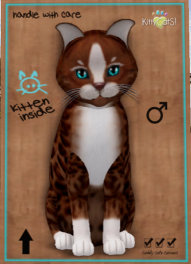 KittyCatS Box - Diederich