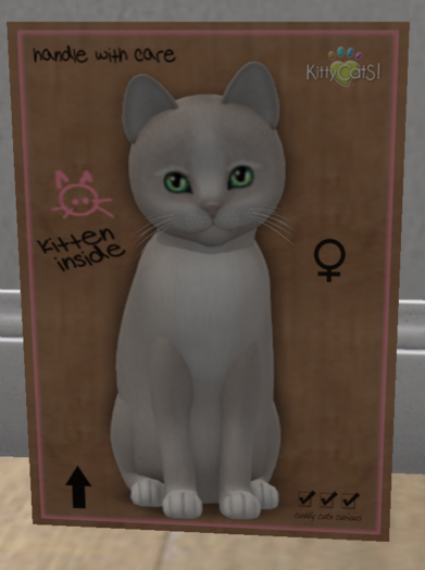 KittyCatS Box - New Born Kitten