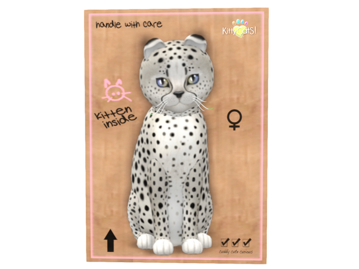 KittyCatS Box - 9T - F - Cheetah! - Maltese Black Chinchilla