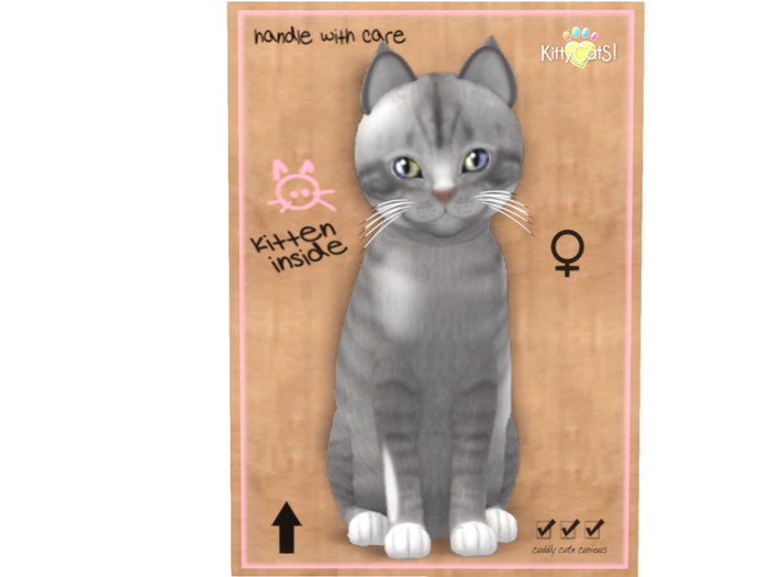 KittyCatS Box - 7T - F - Shabby Tabby - Overcast