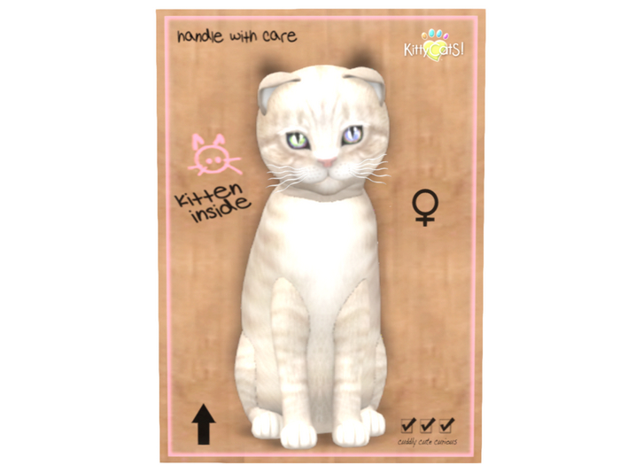 KittyCatS Box - 8T - F -  Scottish Fold - Champagne
