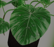 POTTED Breedable GREEN RAINDROPS Philodendron Plant Seed