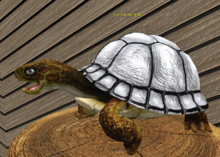 Male Breedable Foxtrot Box Turtle SPLIT SHELL WHITE Large