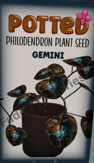 Potted: Philodendron Seed: Gemini