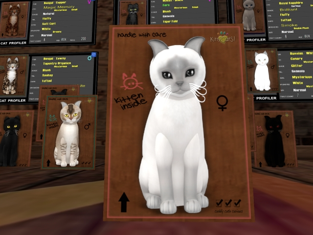 KittyCatS Box - Halloween Siamese 8T Female