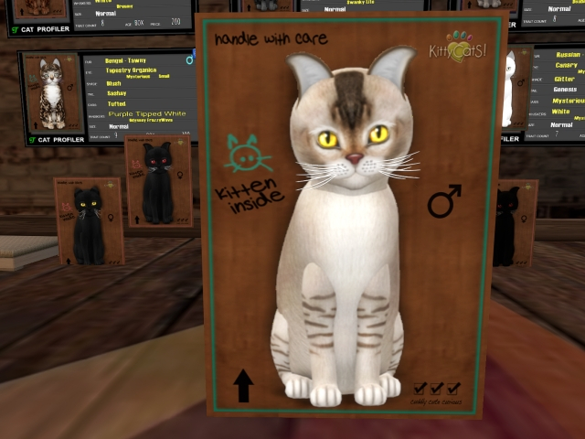 KittyCatS Box - Burma-Halloween-NewBorn