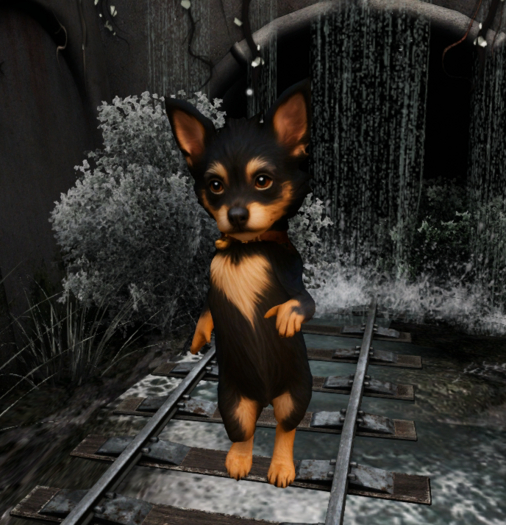 Really... Cute Chorkie Avatar