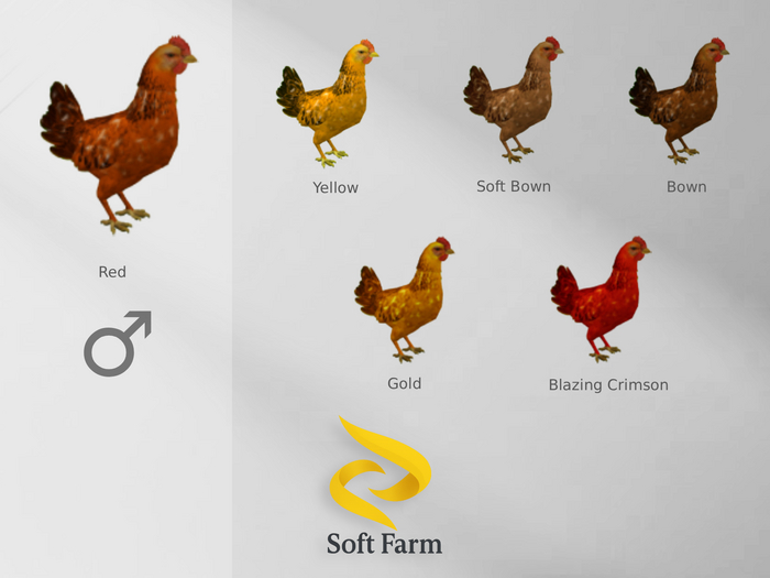 Soft Farm: Chicken (Male) - Skins Set 1