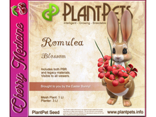 PlantPet Seed [Romulea *Blossom*]