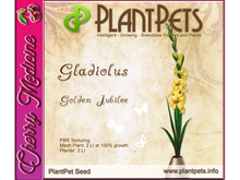 PlantPet Seed [Gladiolus *Golden Jubilee*]