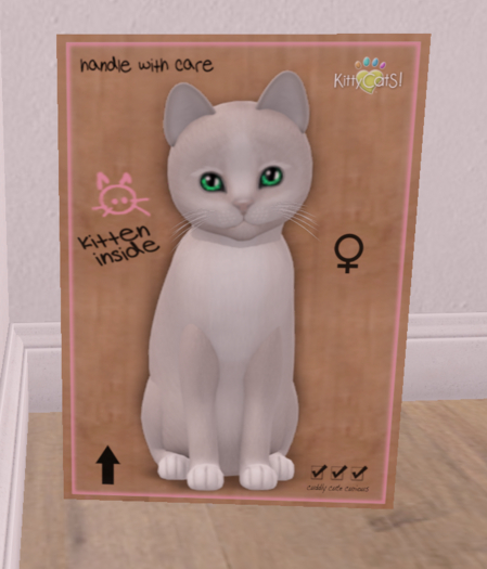 KittyCatS Box - New Born Kitten