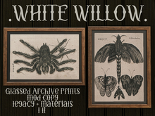 White WIllow. Glassed Archives Prints 
