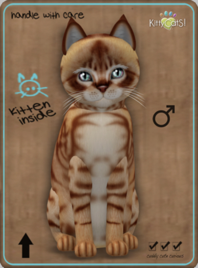KittyCatS Box - Australian Mist - Ginger Male