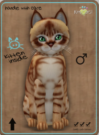 KittyCatS Box - Australian Mist - Ginger male