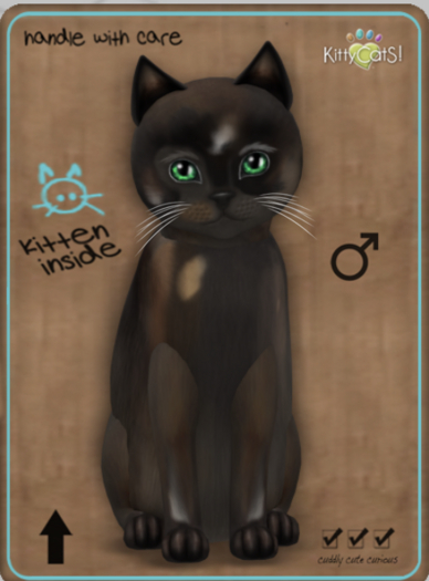 KittyCatS Box - Genesis - Coco V Male Teacup