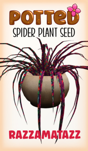 Potted: Spider Seed: Razzamatazz