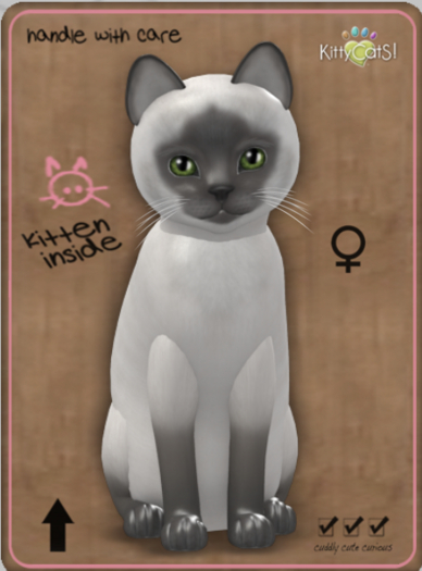 KittyCatS Box - Siamese - Blue Female Teacup