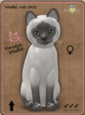 KittyCatS Box - Siamese - Blue Female Teacup