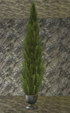 pine in a pot