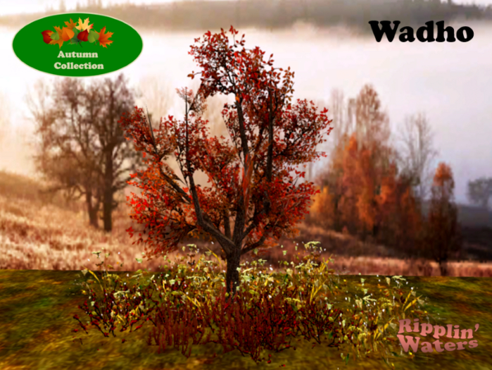 RW - Autumn fall shrub patch *Wadho* c/m