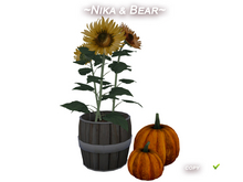 ~Nika & Bear~ Sunflowers in a barrel and pumpkins