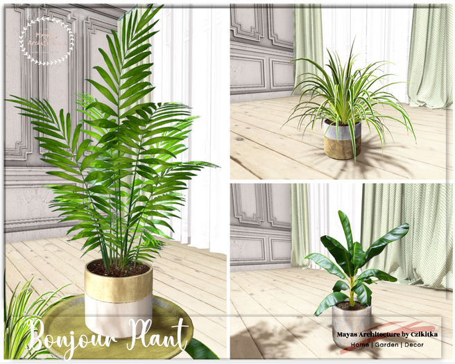 Mayas | Plant | Flowers Pot