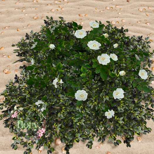 flory. - Wild White Roses Bush